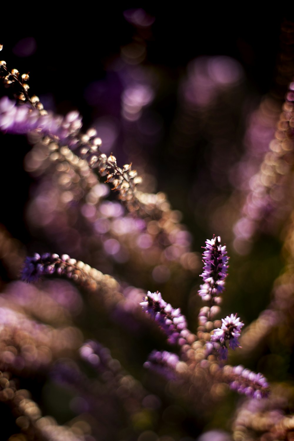 a close up of a plant with purple flowers