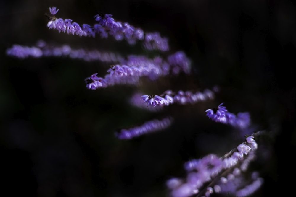 a close up of some purple flowers in the dark