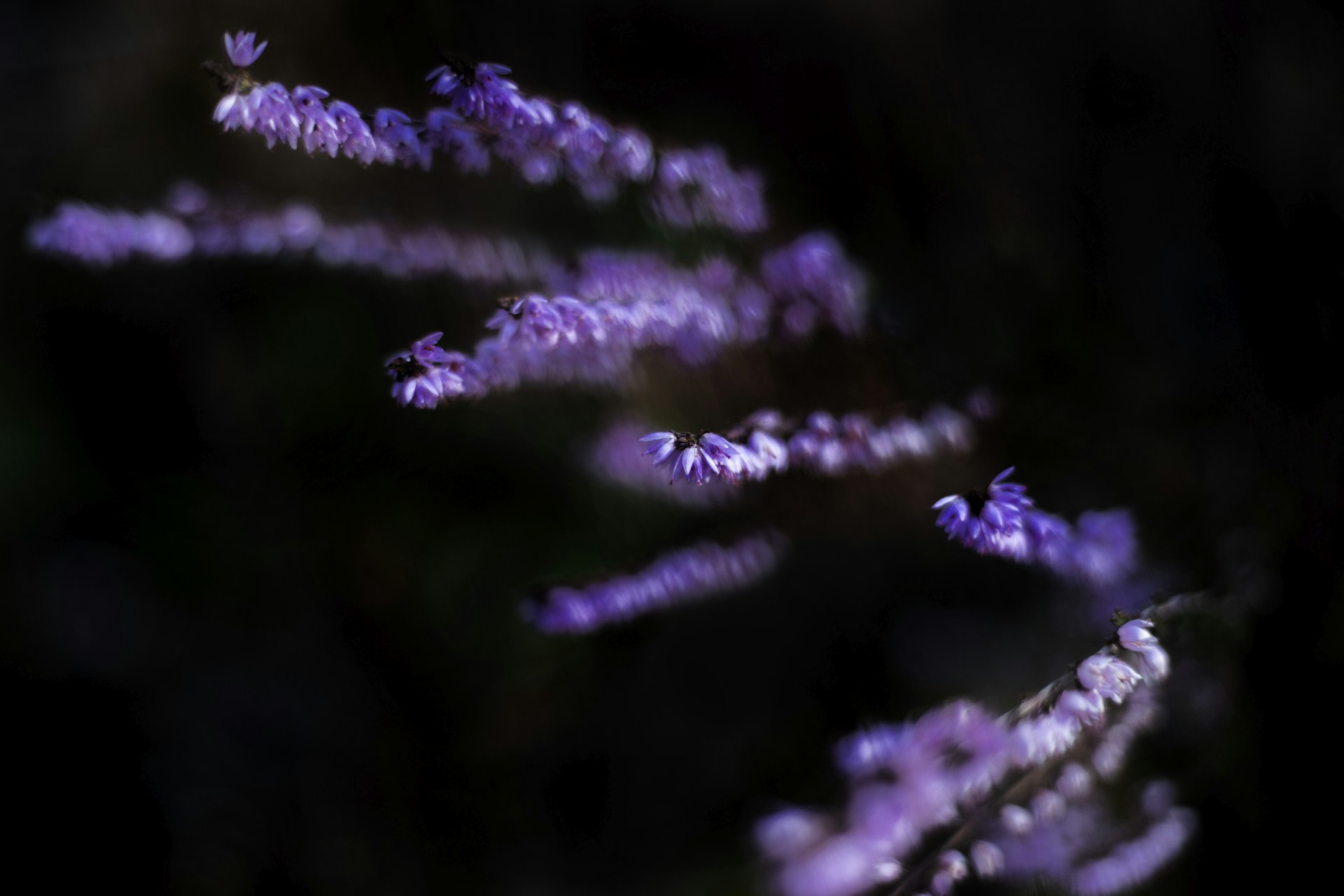 a close up of some purple flowers in the dark