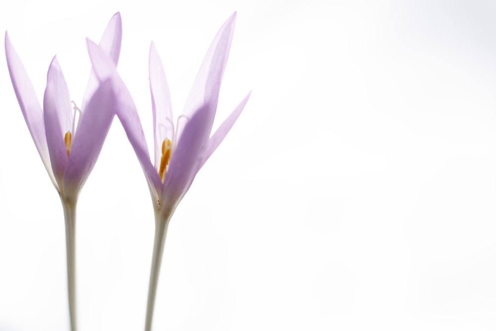 un par de flores moradas sentadas encima de una mesa