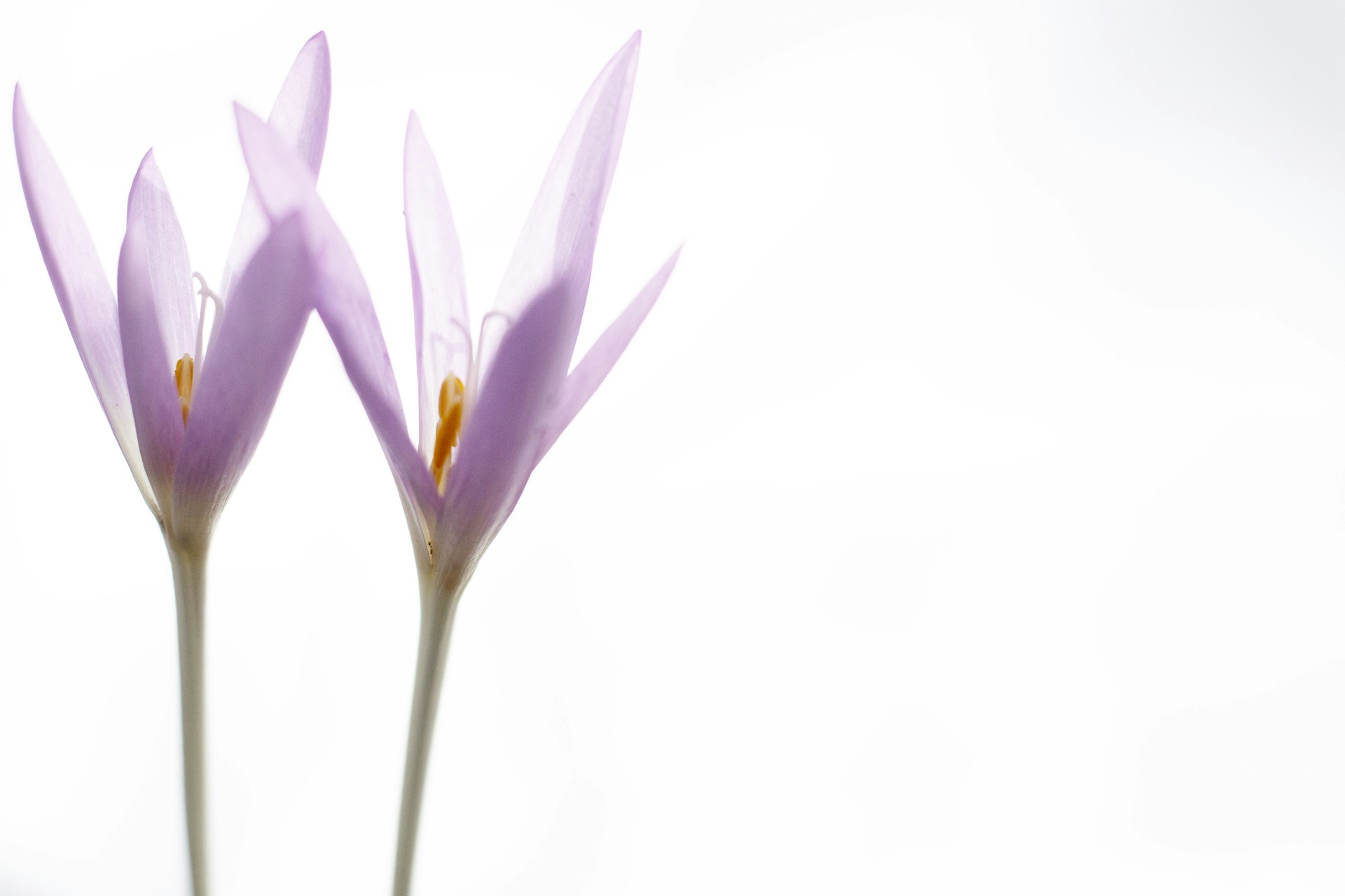 a couple of purple flowers sitting on top of a table