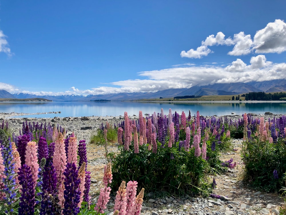 a field of purple flowers next to a body of water