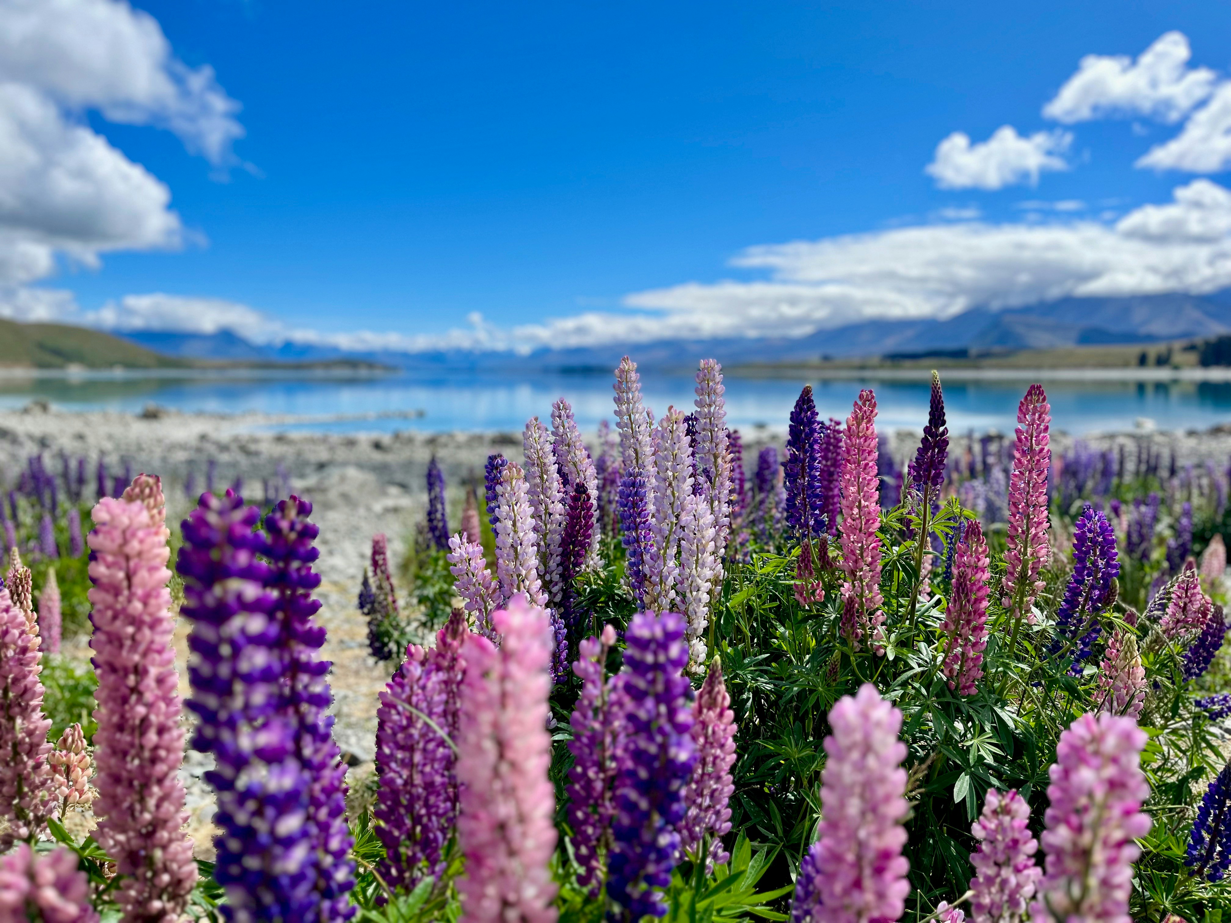 un champ de fleurs violettes avec un lac en arrière-plan