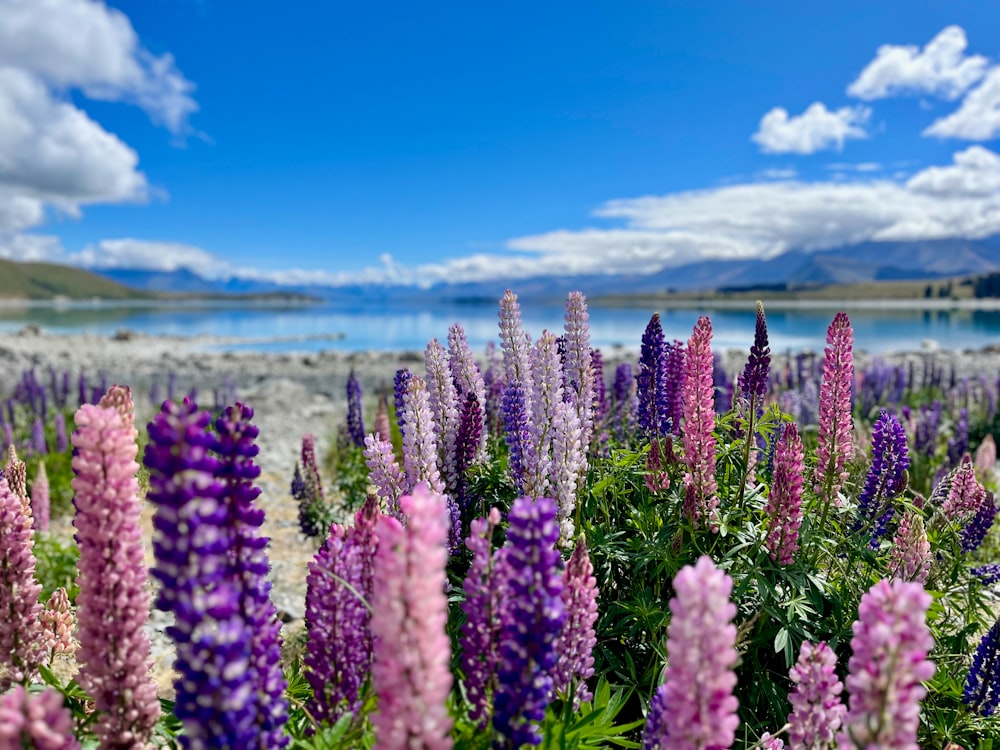 a field of purple flowers with a lake in the background