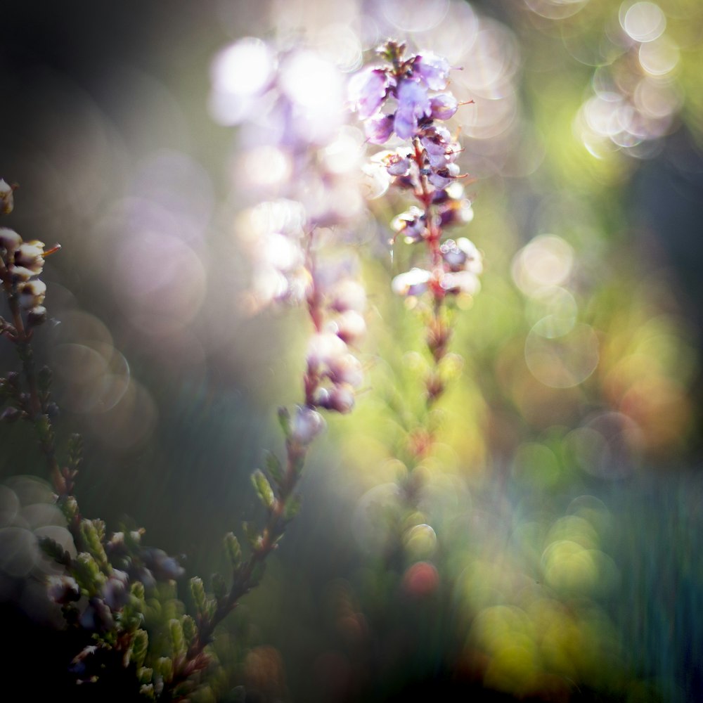 a close up of a flower with blurry background