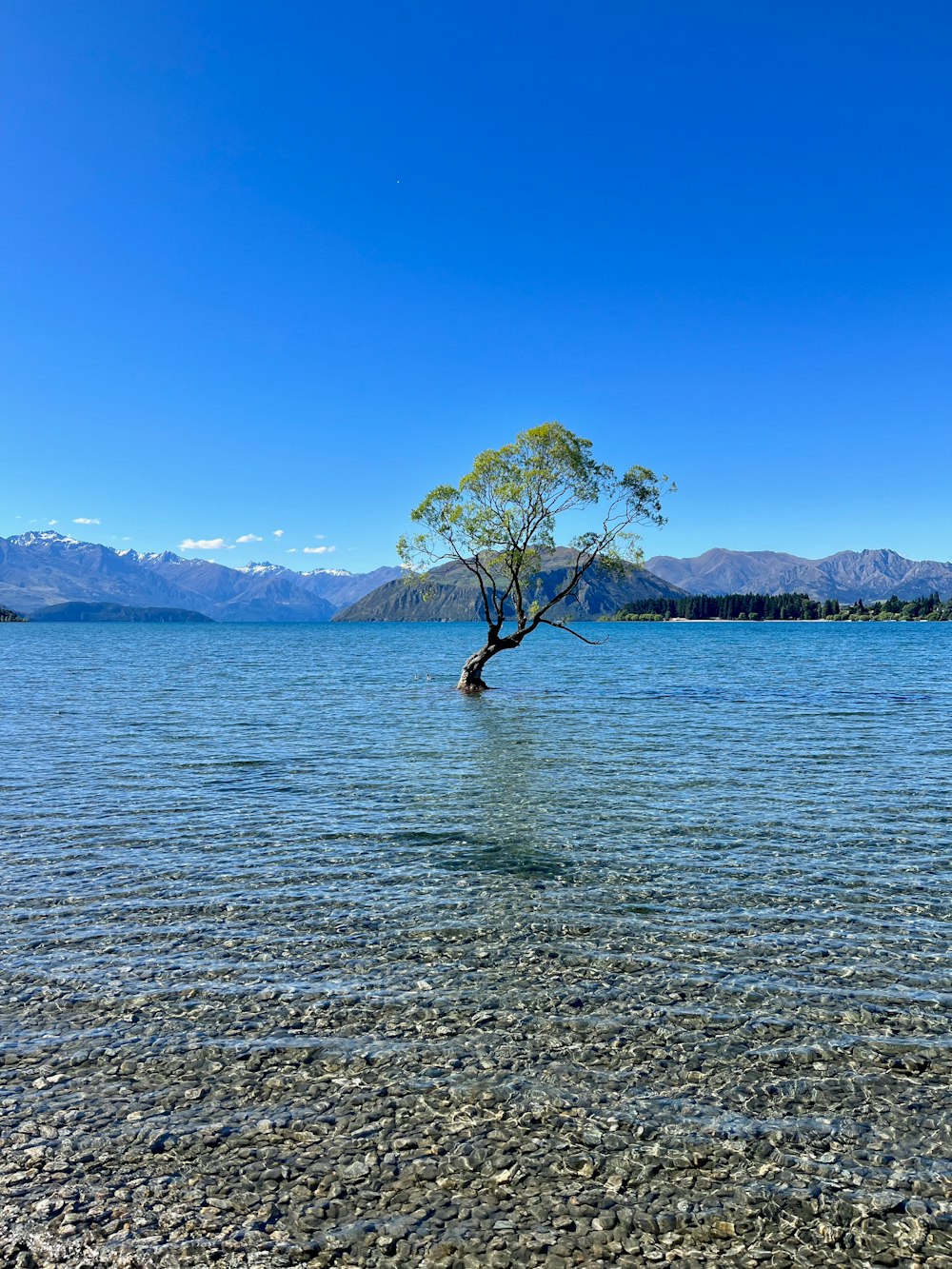 a lone tree in the middle of a lake