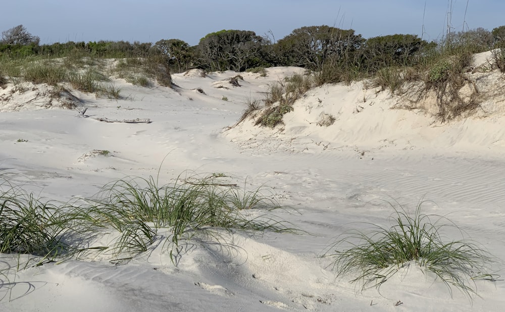 a sandy beach with grass growing out of the sand