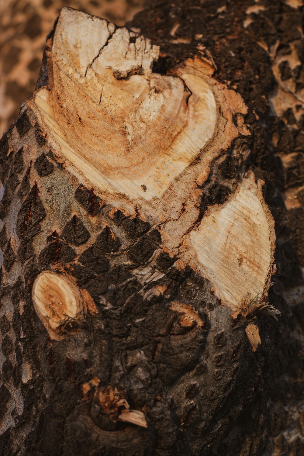 a close up of a tree that has been cut down