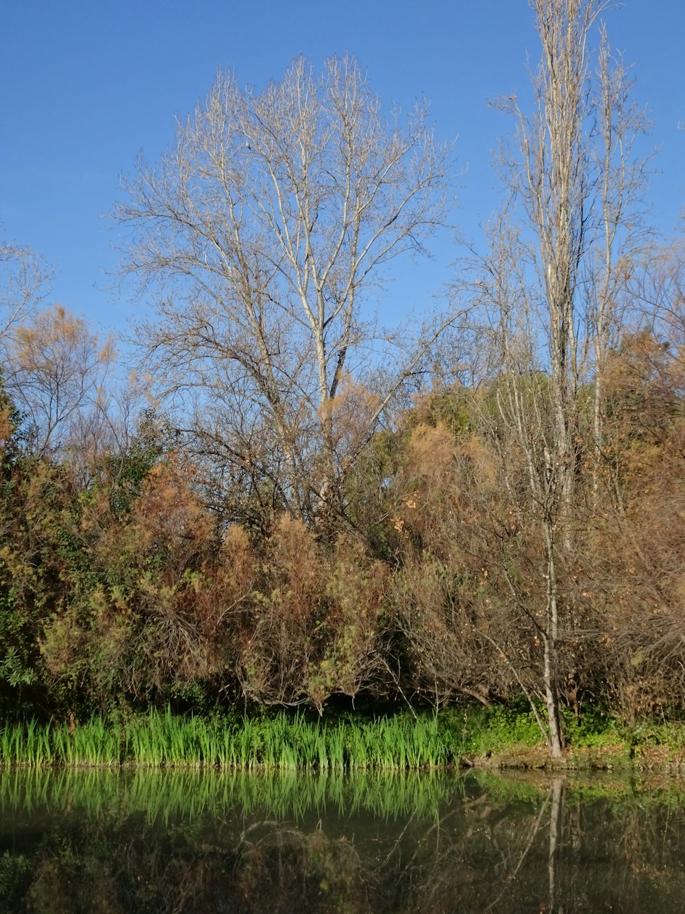 ein Gewässer, das von Bäumen und Gras umgeben ist