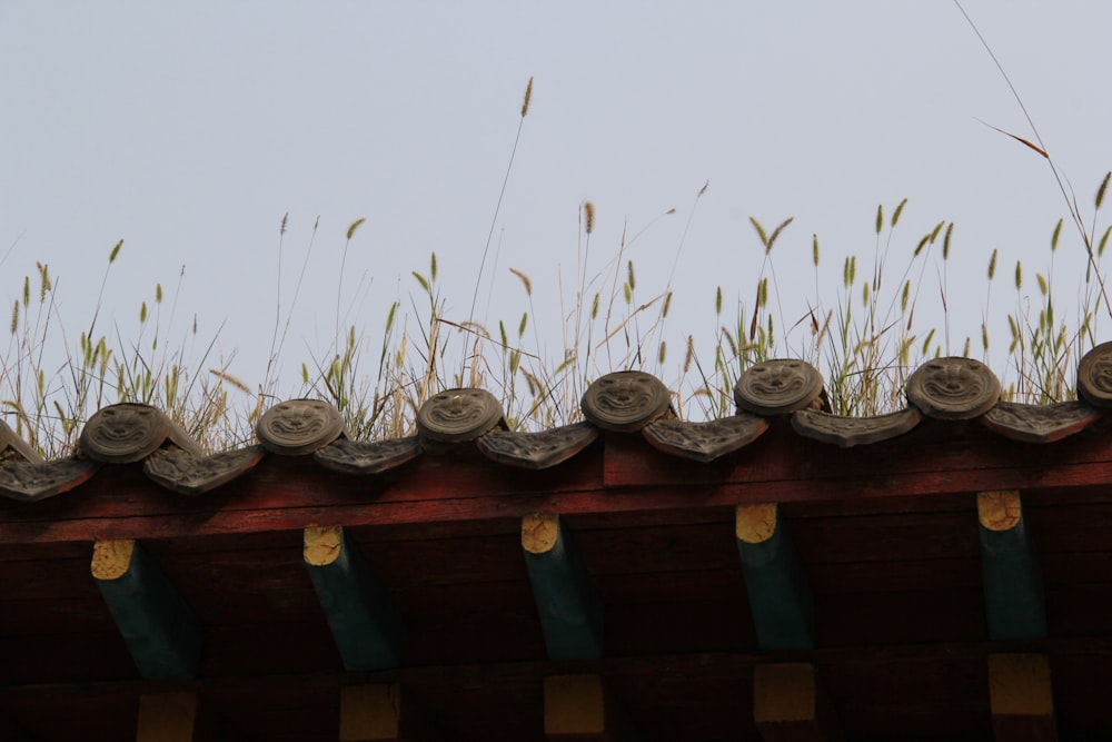 um telhado com grama crescendo em cima dele