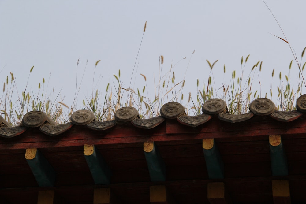 a roof with grass growing on top of it