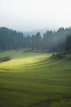 a green field with trees in the background