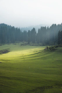 a green field with trees in the background