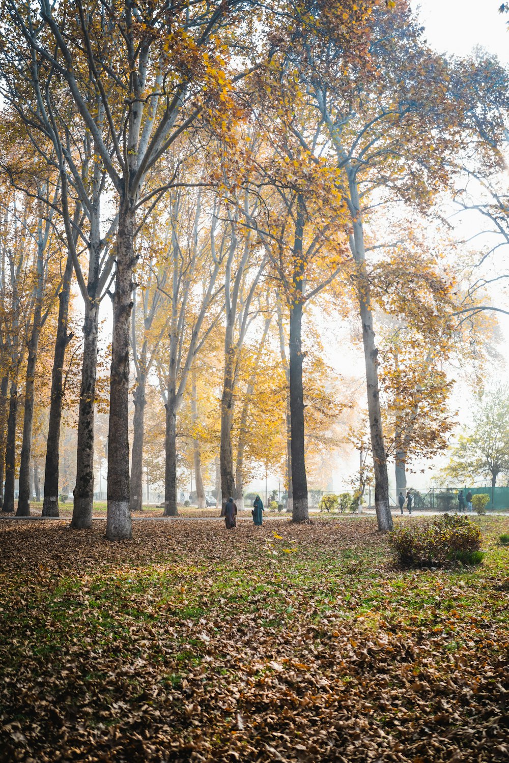 a group of people walking through a forest filled with trees