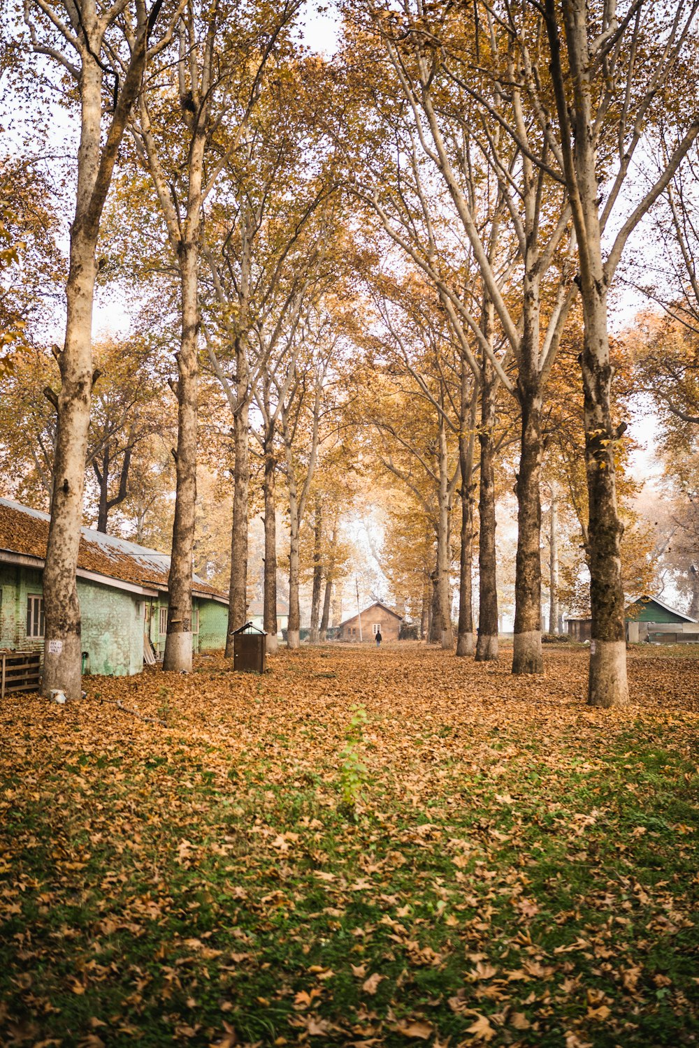 a group of trees that are next to a building