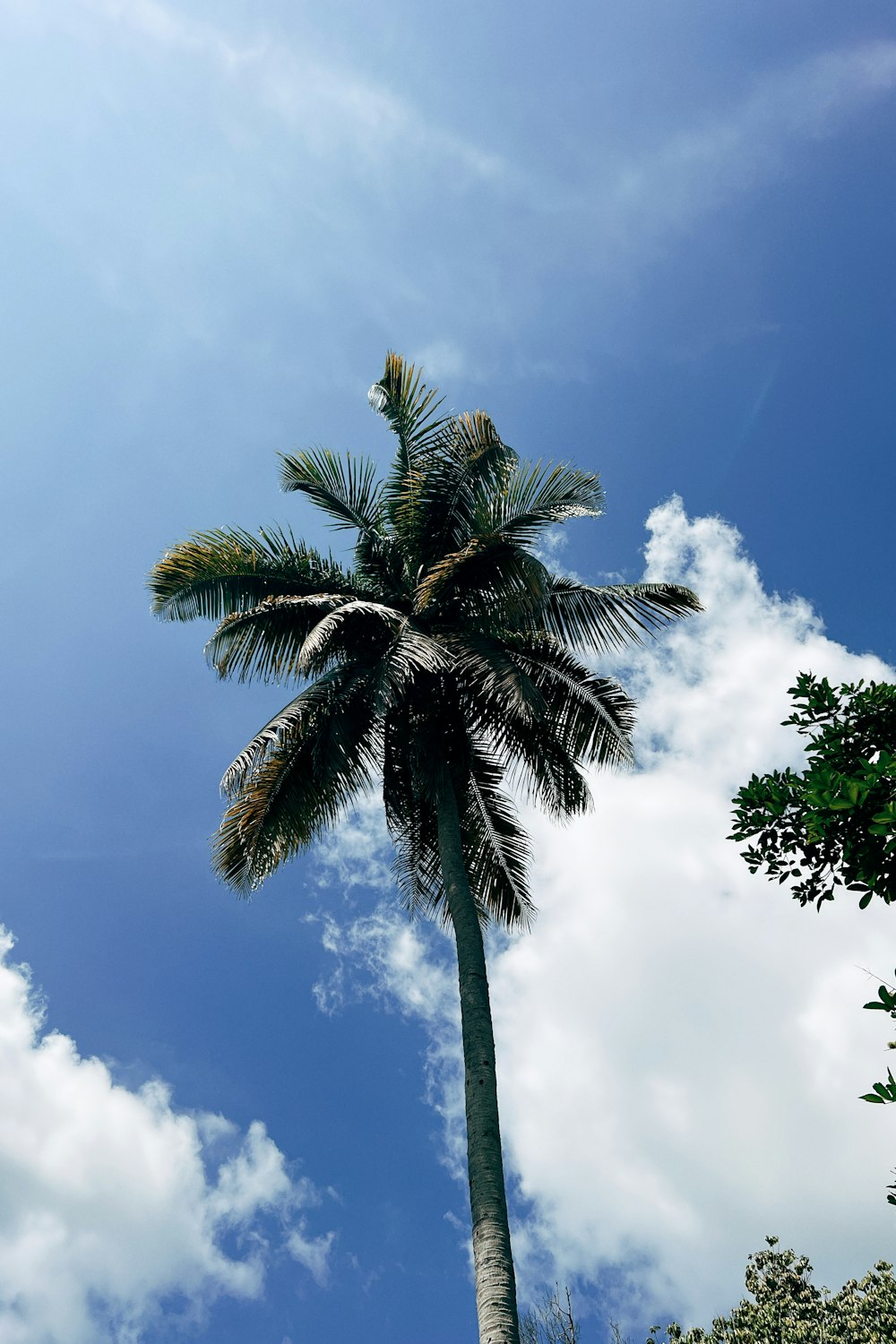 a tall palm tree with a blue sky in the background