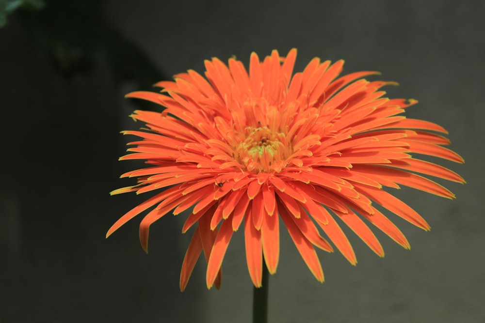 a large orange flower with a green center