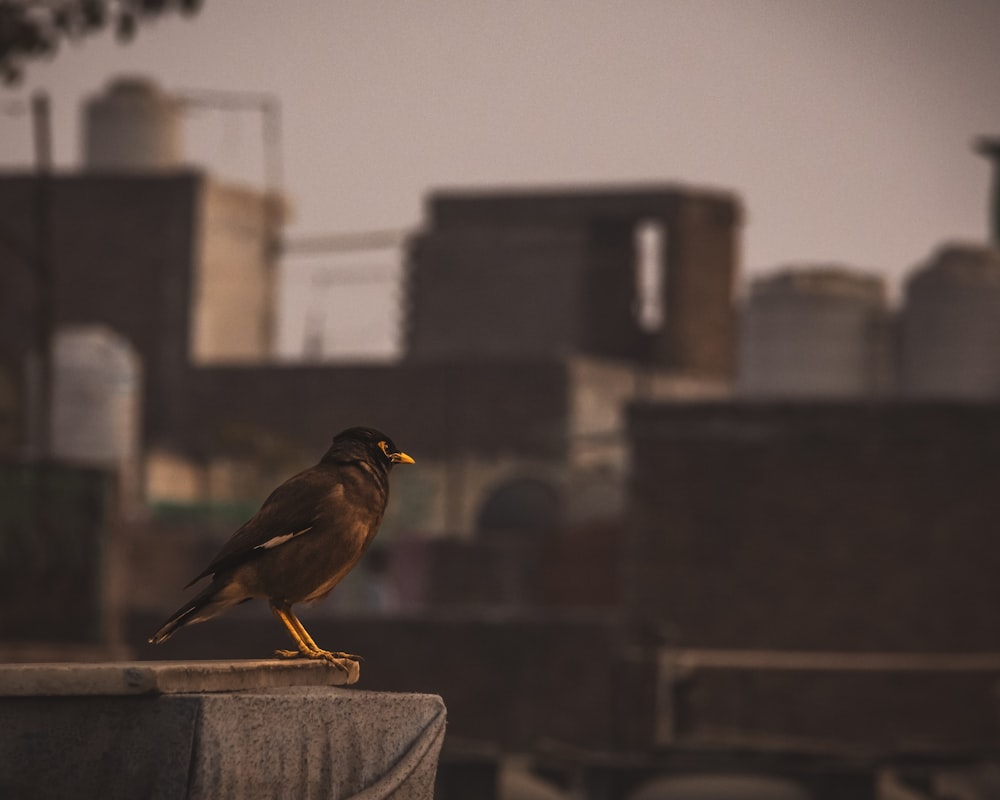 Ein Vogel sitzt auf einer Zementmauer