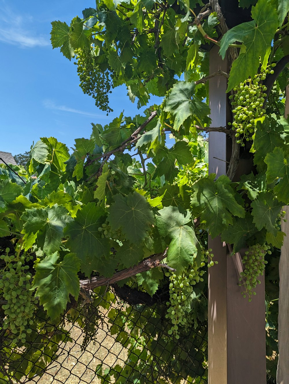 a bunch of green grapes growing on a vine
