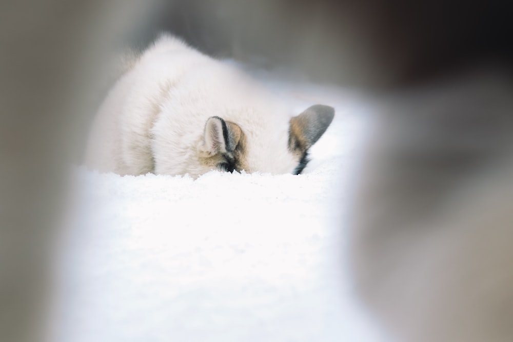 um pequeno cão branco deitado em cima de um chão coberto de neve