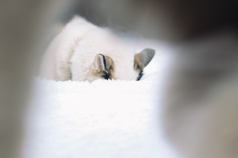 a small white dog laying on top of a snow covered ground