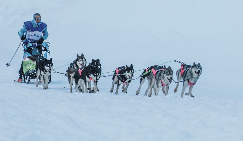 a man on a sled pulled by two dogs