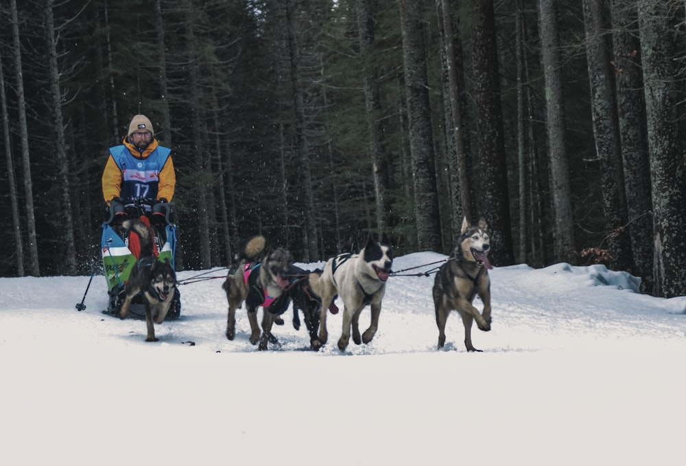 a man riding a sled pulled by dogs in the snow