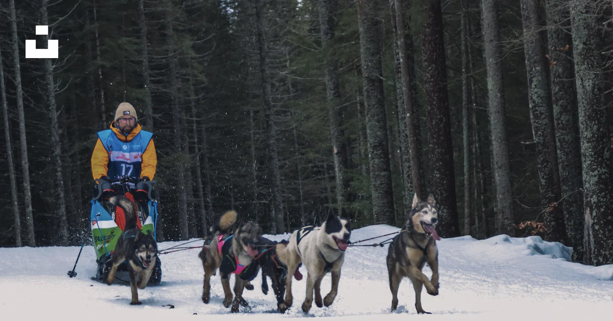 Man Riding Sled A man riding a sled pulled by dogs in the snow photo – Free Villard-de ...