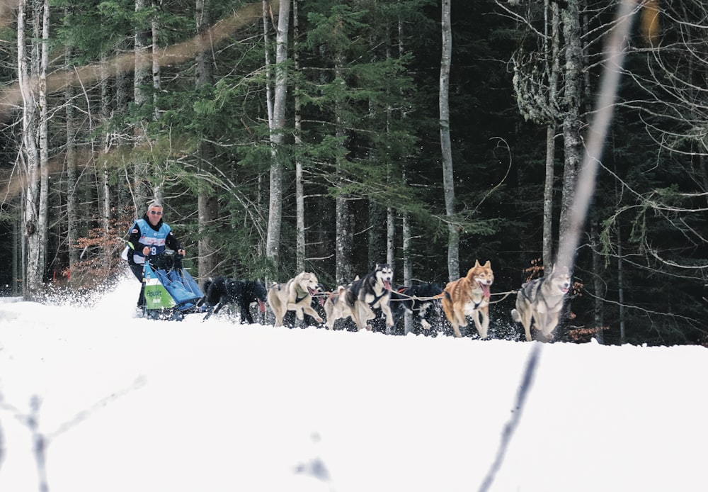 a man on a sled pulled by dogs in the snow