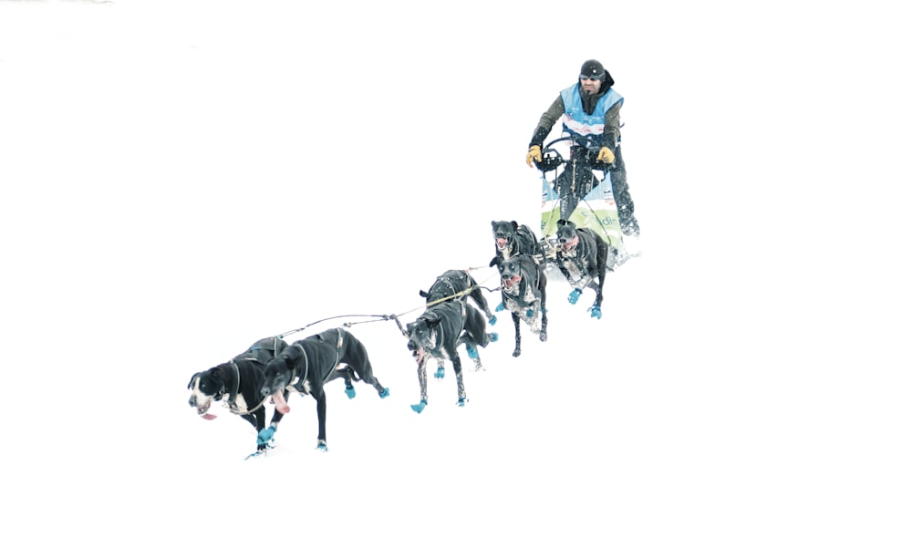 a man riding a sled pulled by two dogs