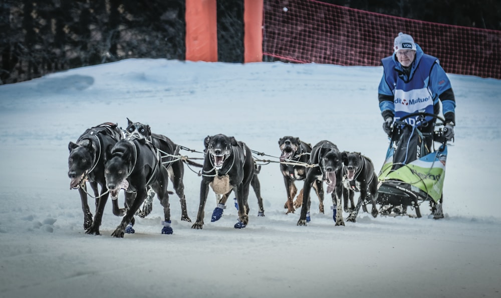 a man riding a sled pulled by two dogs