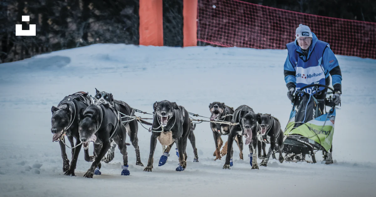 Sledge Riging A man riding a sled pulled by two dogs photo – Free France Image on ...