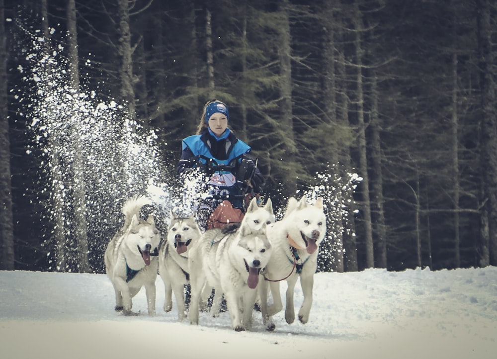 a woman riding on the back of a white dog sled