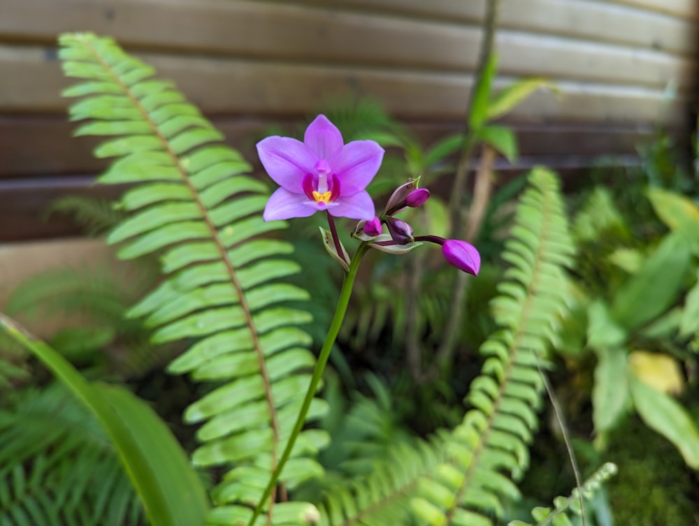a purple flower sitting on top of a lush green plant