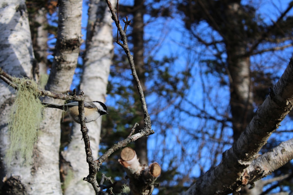 a bird is perched on a tree branch