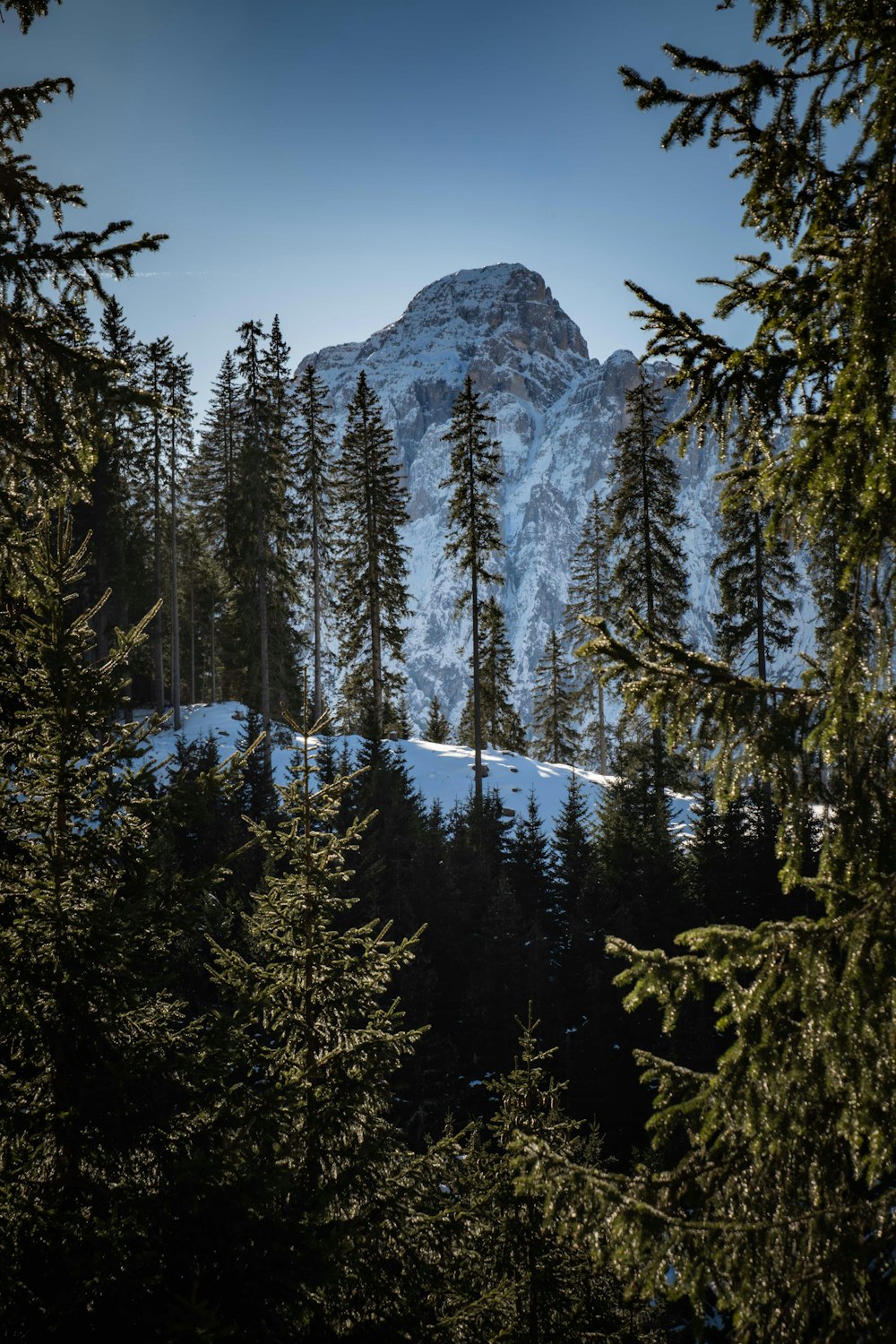 a snow covered mountain surrounded by pine trees