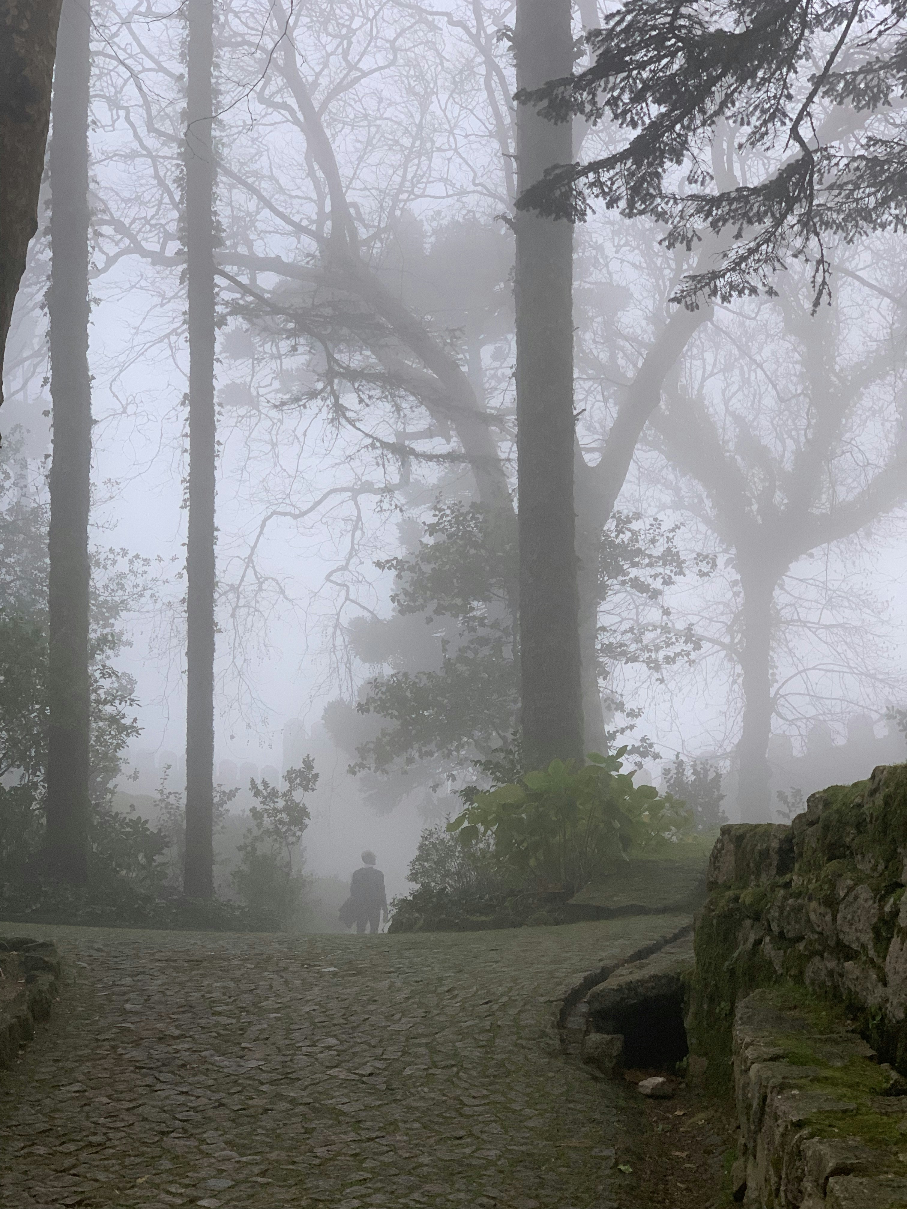 Lone figure walking through misty forest path, cool tones, shadowed trees, quiet melancholy atmosphere