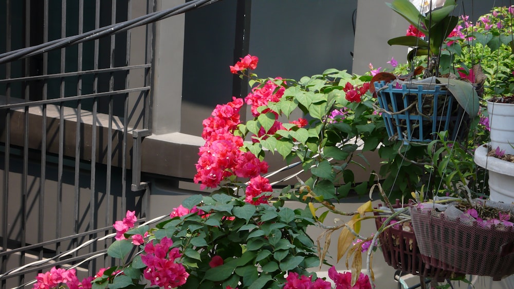 a bunch of flowers that are on the side of a building