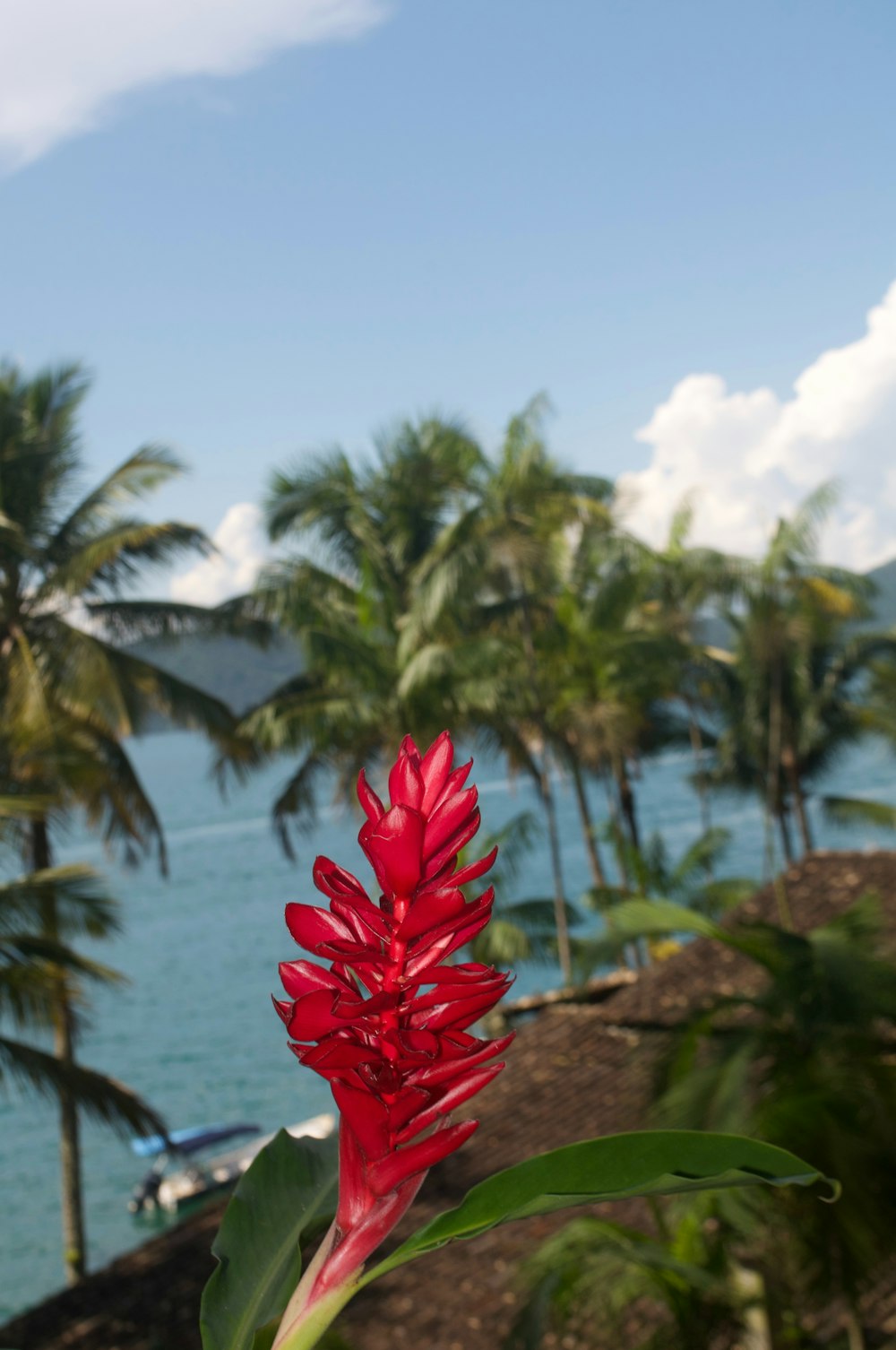 a red flower is in the foreground and a body of water in the background