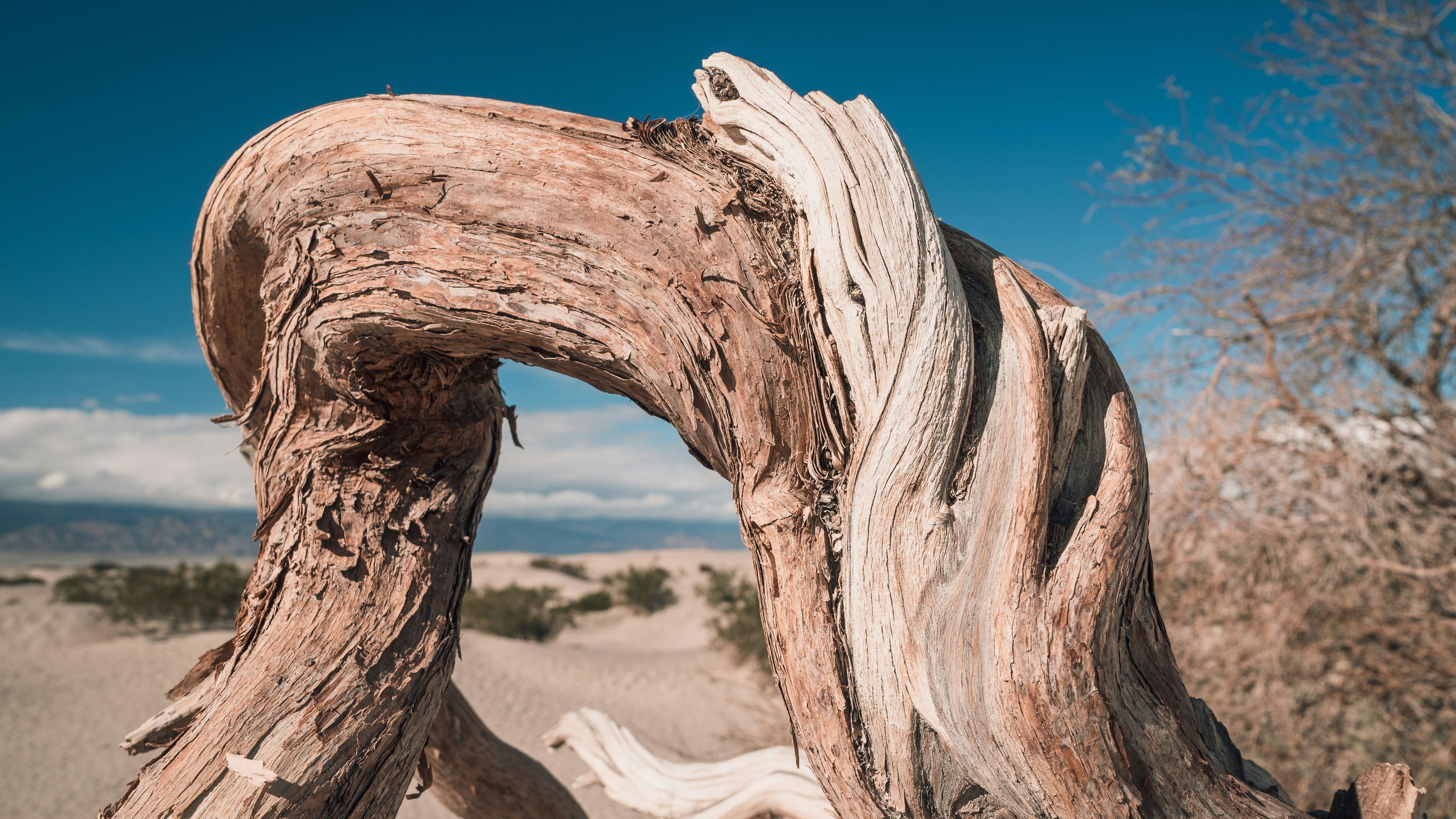 a large piece of driftwood in the desert