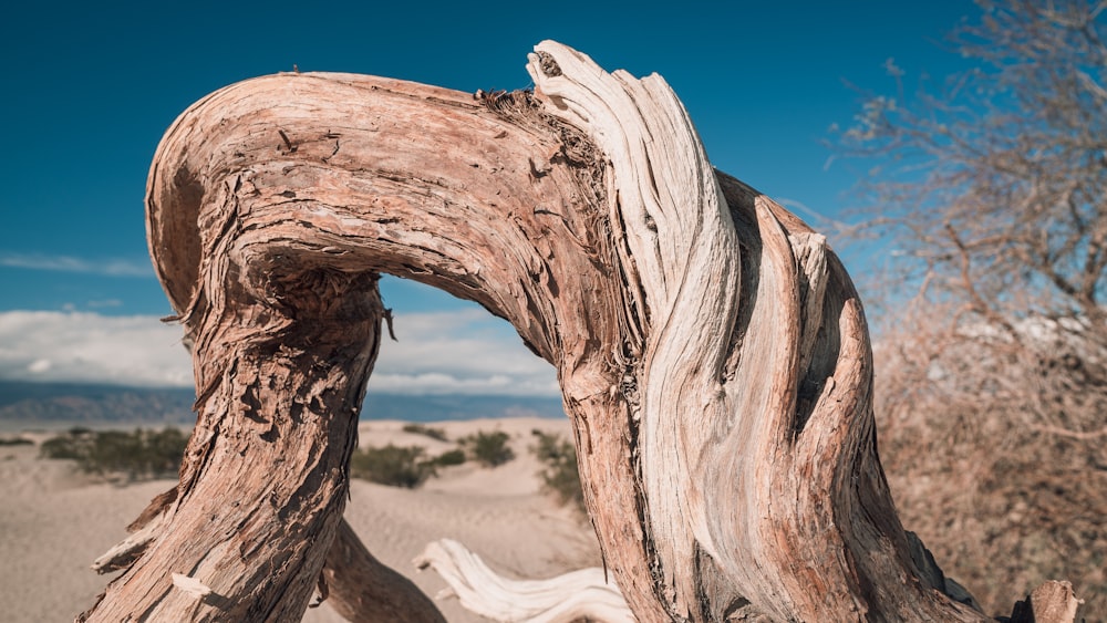 a large piece of driftwood in the desert