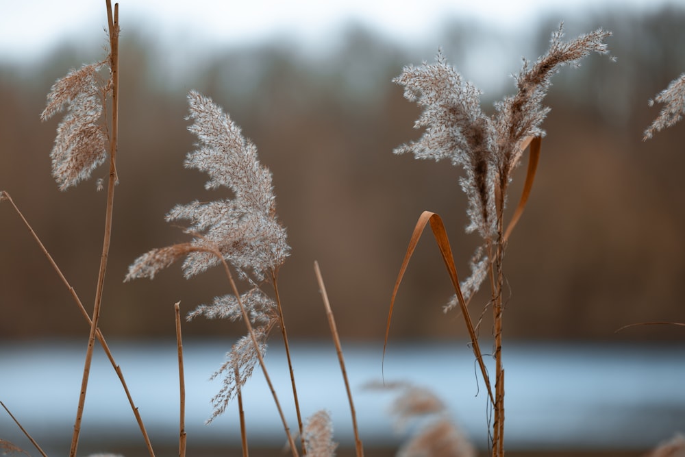 a close up of a plant with a lake in the background