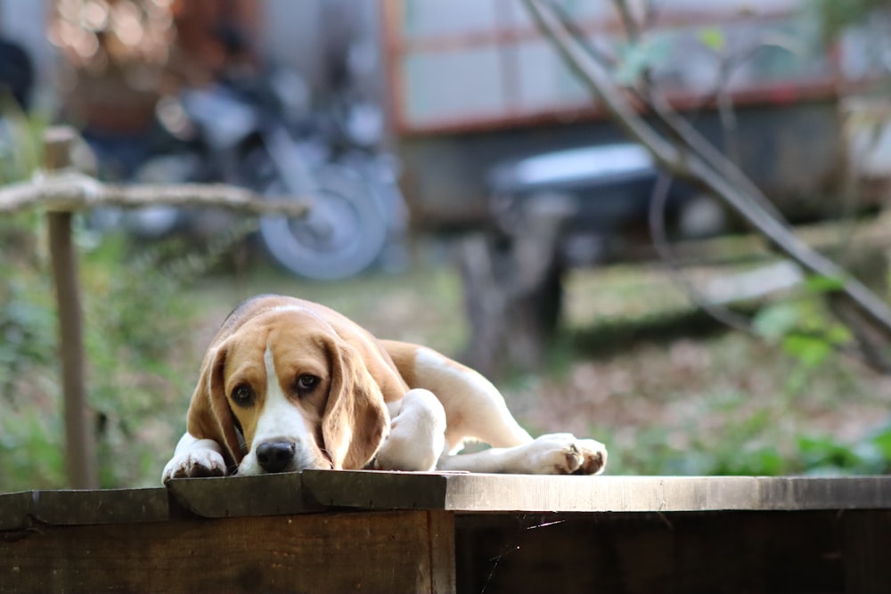 a brown and white dog laying on top of a wooden fence