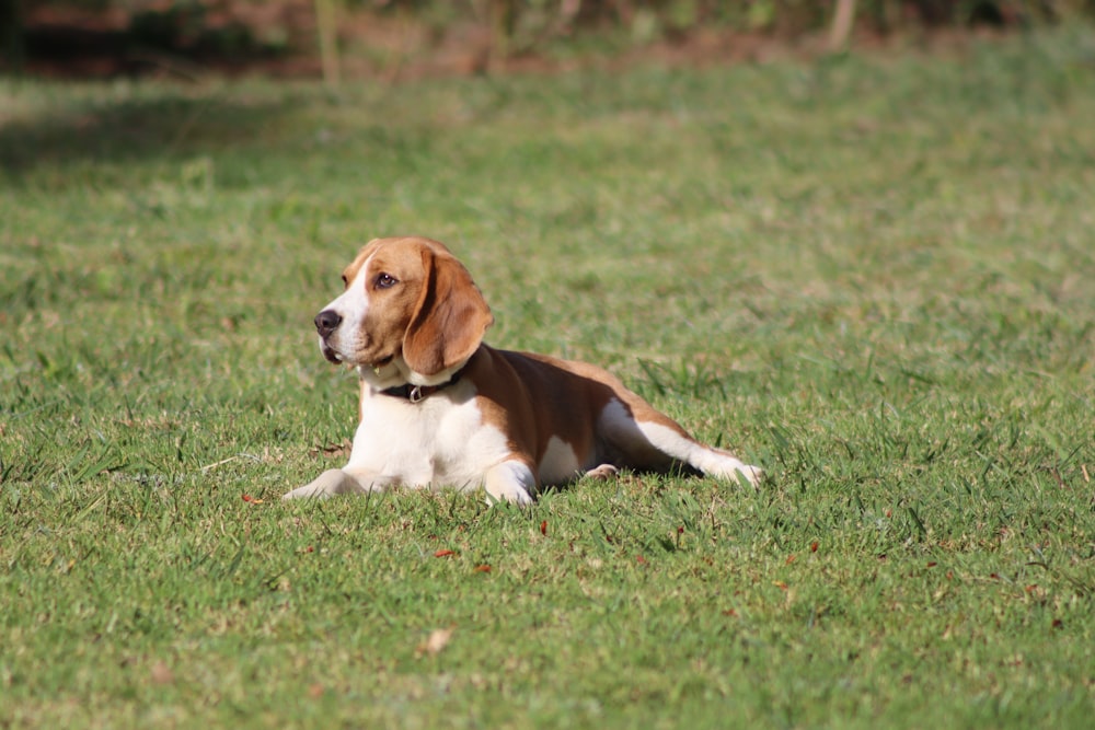 a brown and white dog laying on top of a lush green field