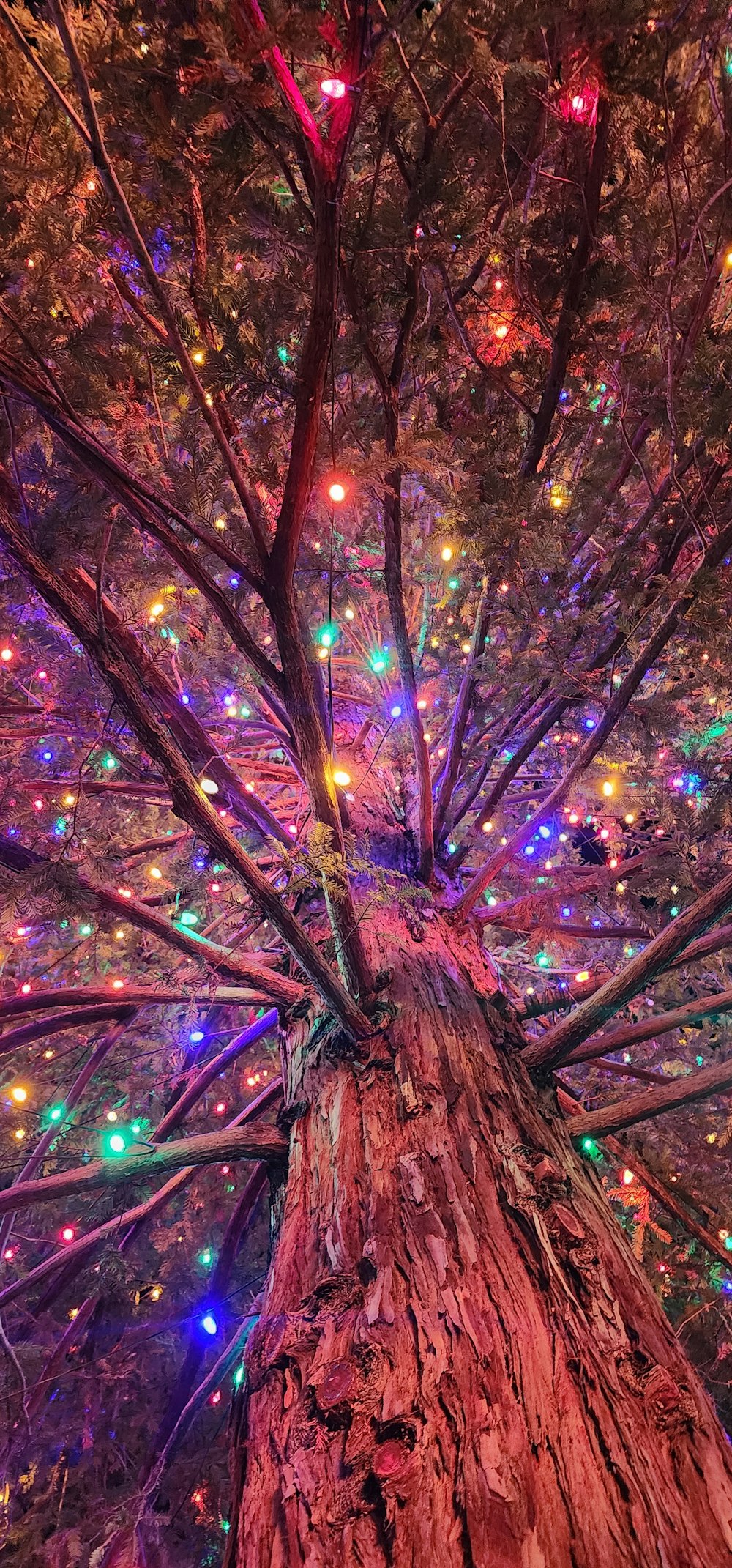 a tree with a lot of lights on it