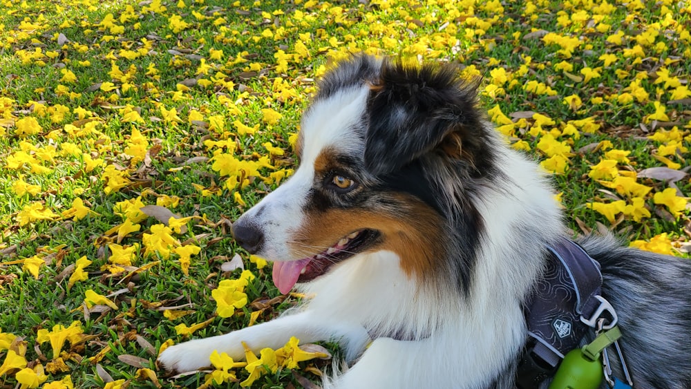 a dog laying in a field of yellow flowers