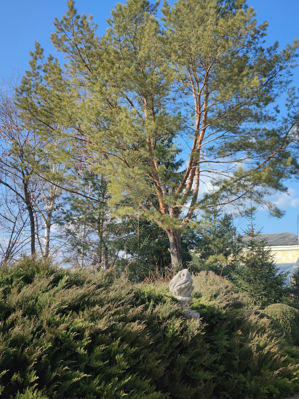 a large tree in the middle of a grassy area