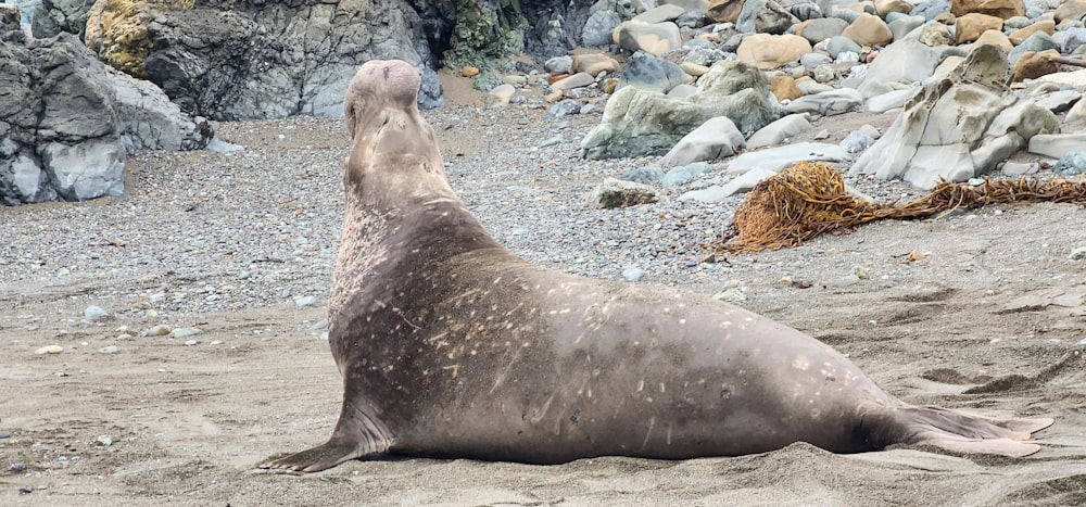 una foca grigia seduta in cima a una spiaggia sabbiosa