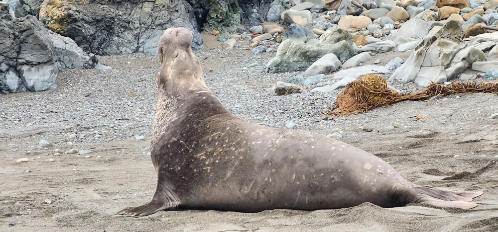 a gray seal sitting on top of a sandy beach