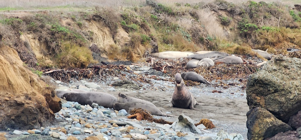 a group of sea lions laying on a rocky beach
